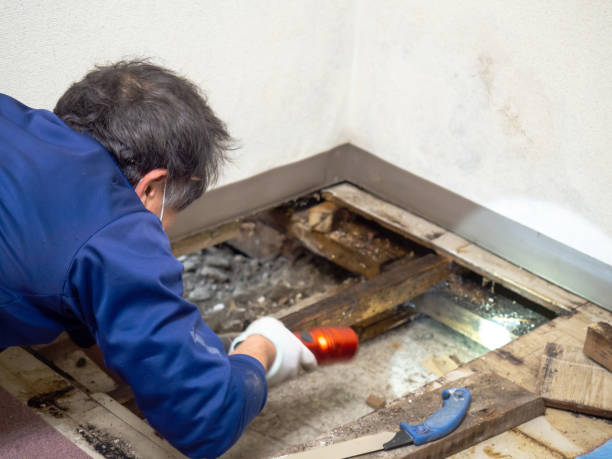 Best Mold Cleaning Services  in Queen Creek, AZ