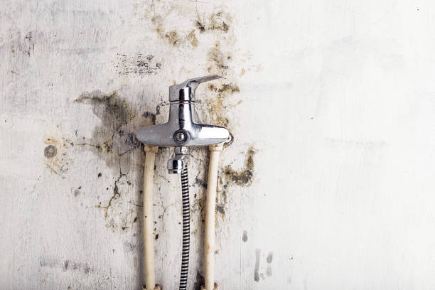 Best Home Mold Removal  in Queen Creek, AZ