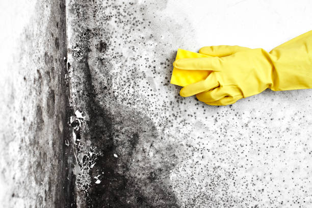 Mold Removal Process in Queen Creek, AZ