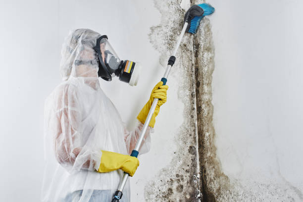 Best Attic Mold Removal  in Queen Creek, AZ