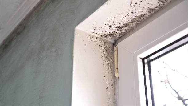 Certified Mold Removal in Queen Creek, AZ