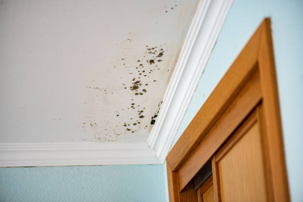 Best Mold Removal Process  in Queen Creek, AZ
