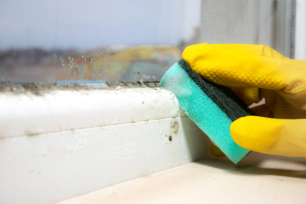 Best Emergency Mold Removal  in Queen Creek, AZ