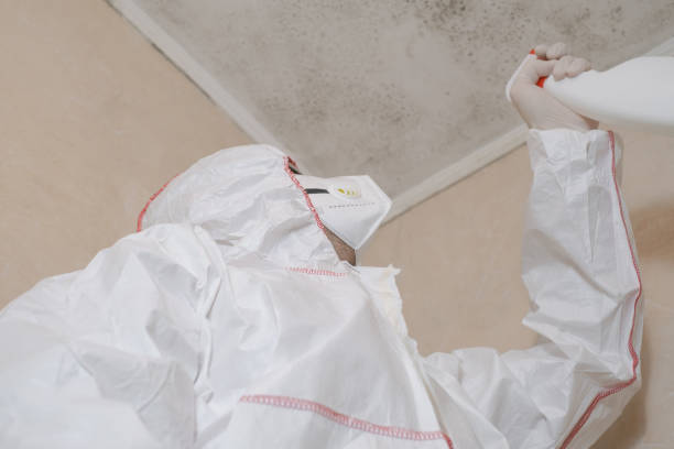 Best Commercial Mold Removal  in Queen Creek, AZ