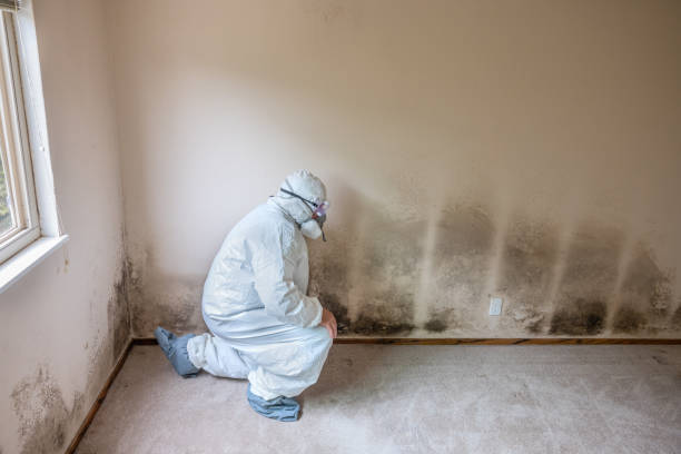 Best Attic Mold Removal  in Queen Creek, AZ