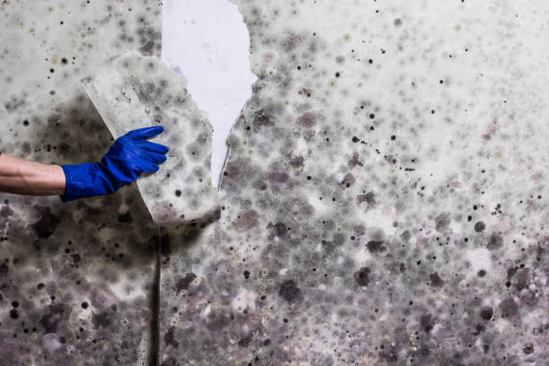 Best Mold Damage Repair  in Queen Creek, AZ