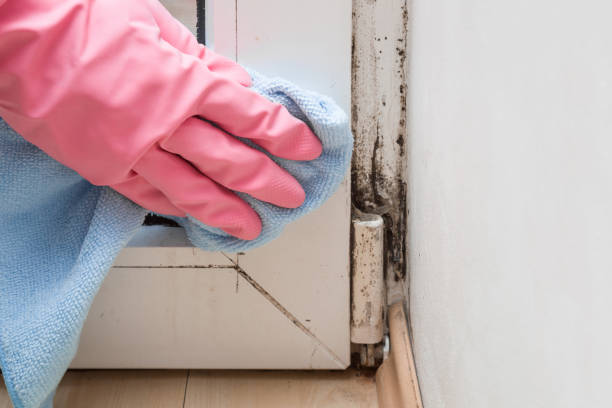 Professional Mold Removal in Queen Creek, AZ