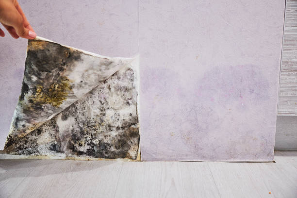 Best Residential Mold Removal  in Queen Creek, AZ